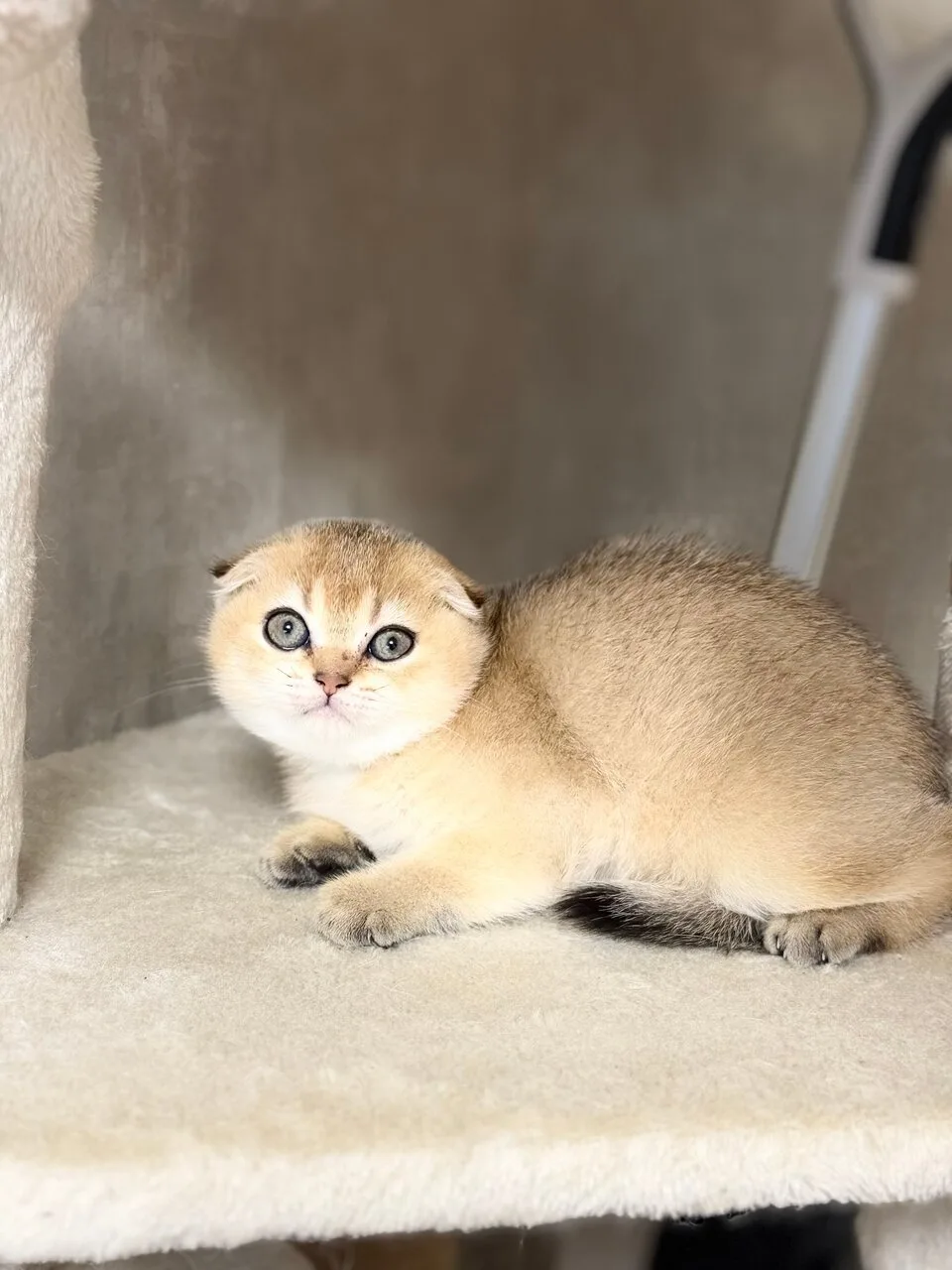 Продам шотландскую кошечку, Луганск