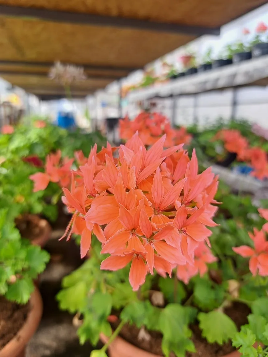 Всем здравствуйте! Весна идёт- весне дорогу! 🌱🌞🌷 Рады сообщить, что мы завершили массовое укоренение
