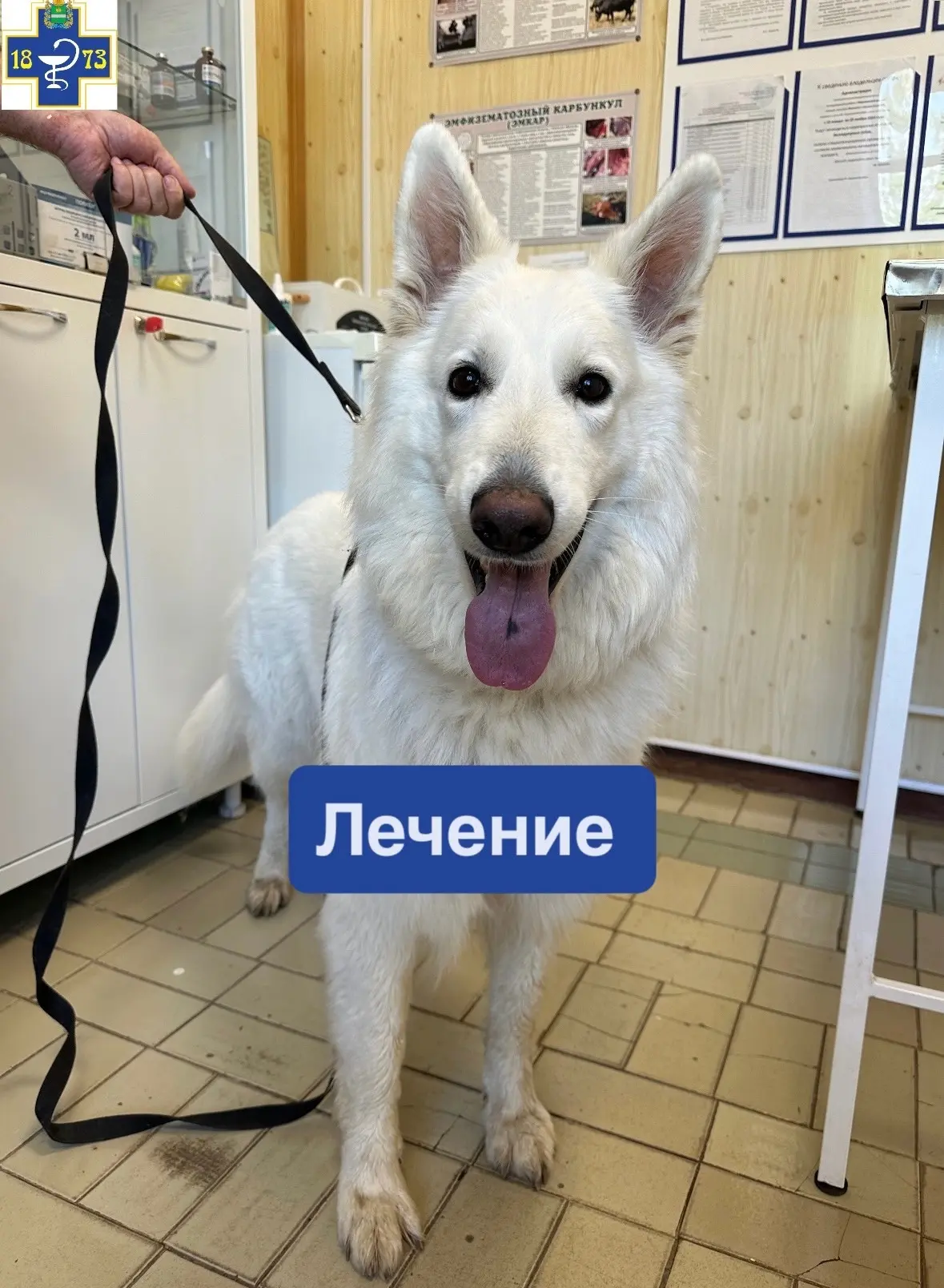 🔻Ситуация, когда собаку укусила змея – опасная, и, в то же время, с ней может столкнут...