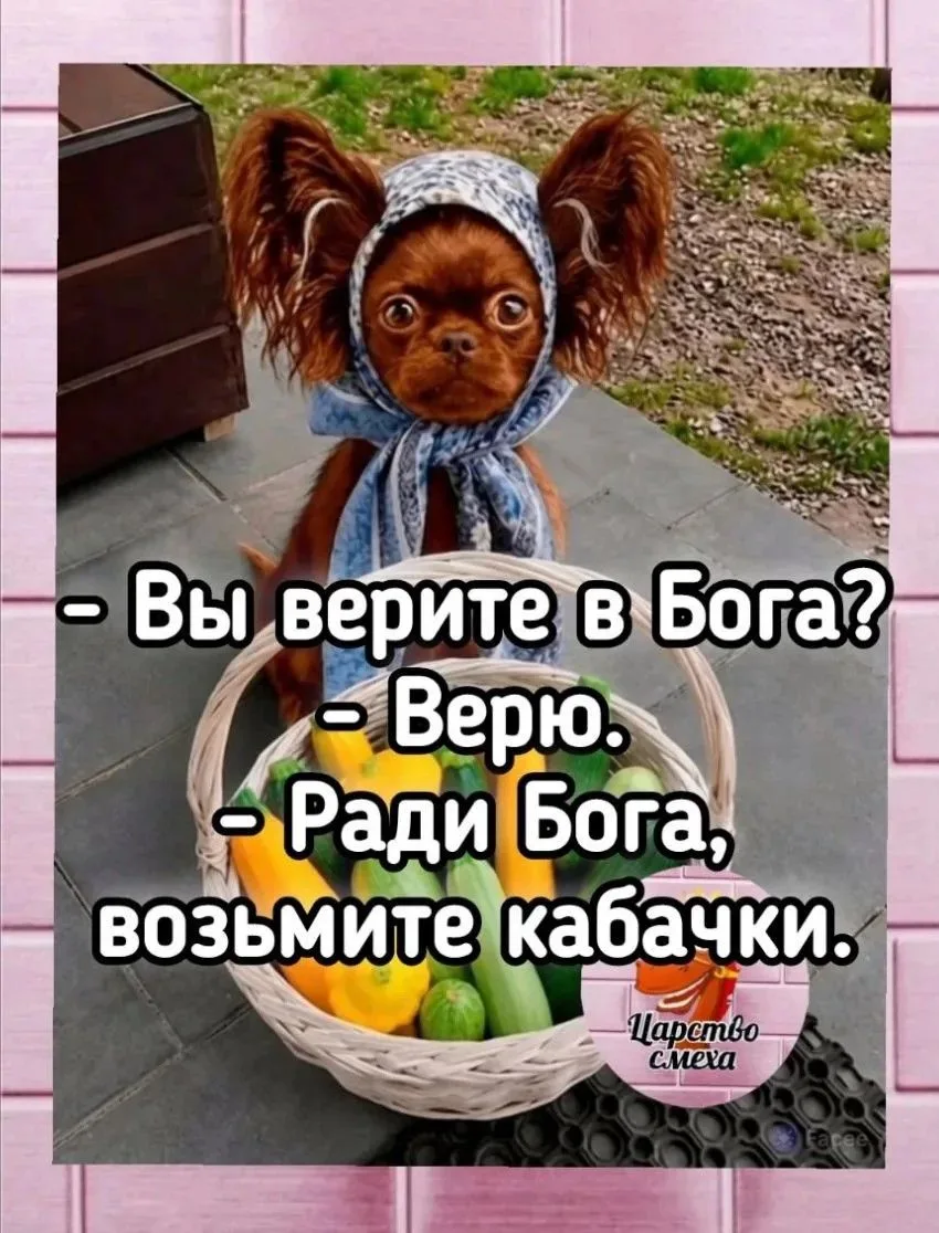 Если тебе за лето ни разу не предложили кабачки, значит, у тебя нет друзей. 😂