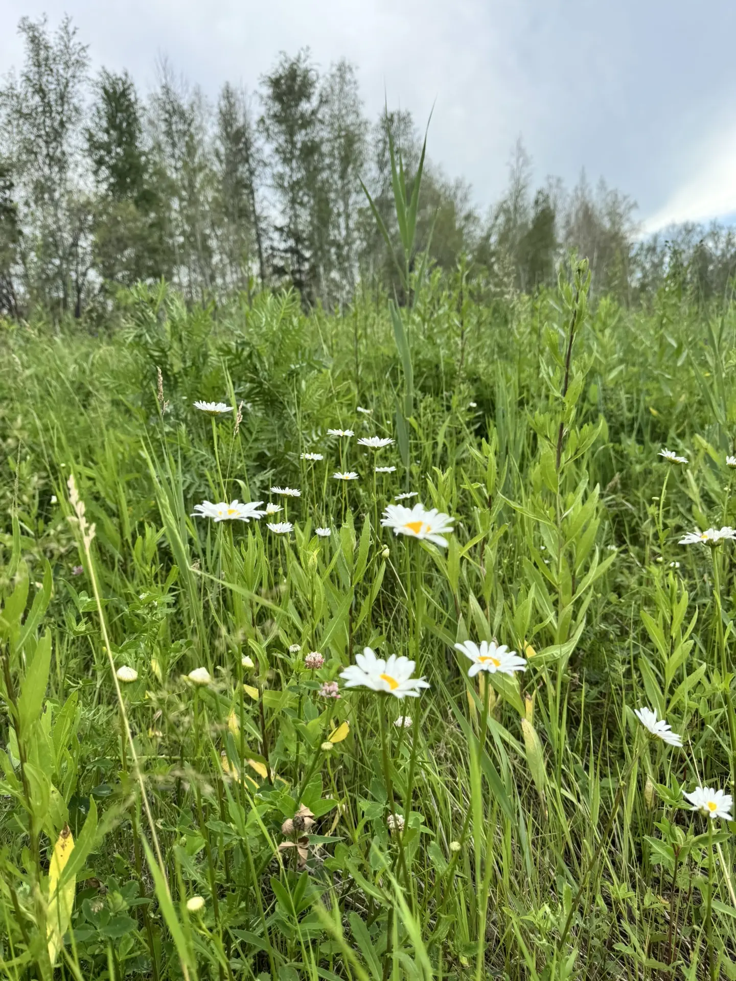 Всем доброго утра, друзья мои 🌿