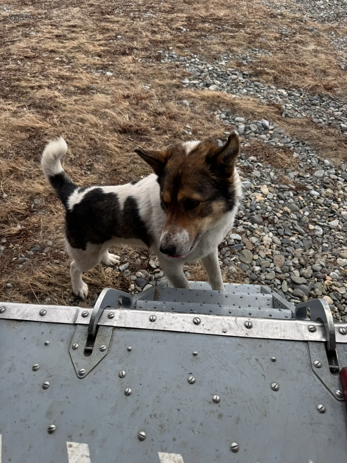 Субботний авиапесик желает всем отличных выходных 😊🚁🐕