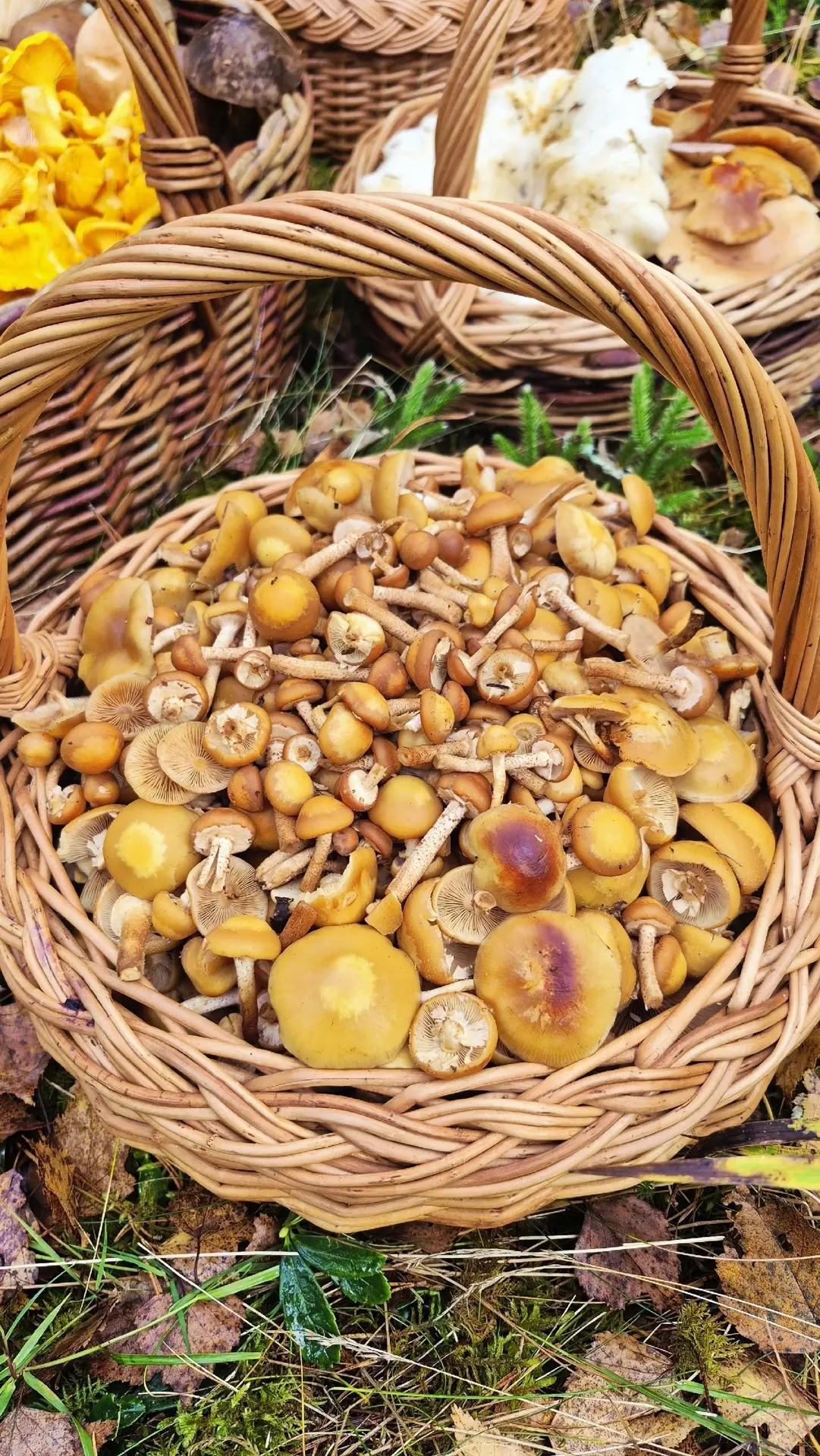 🍄‍🟫 Грибное разнообразие Печорского района