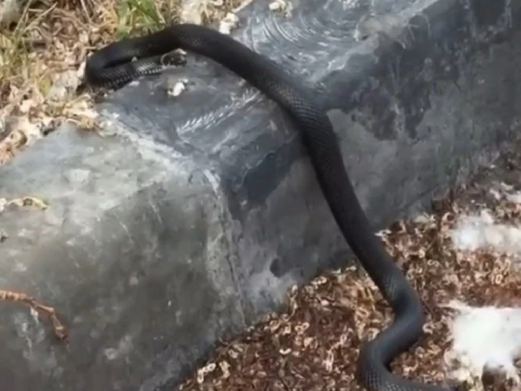 🐍 В центре Барнаула заметили змею

Жители Барнаула сообщили, что утром 15 июня увидели змею на пере