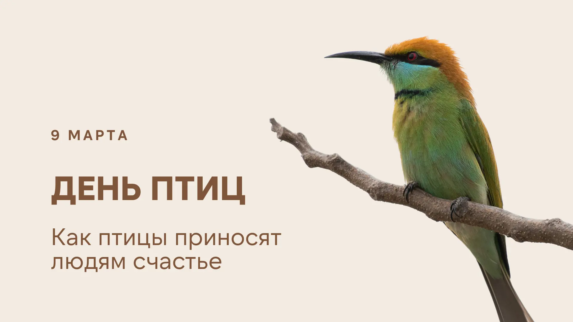 9 марта - день птиц Как птицы приносят людям счастье  9 марта – день птиц. В этот день нужно сделать