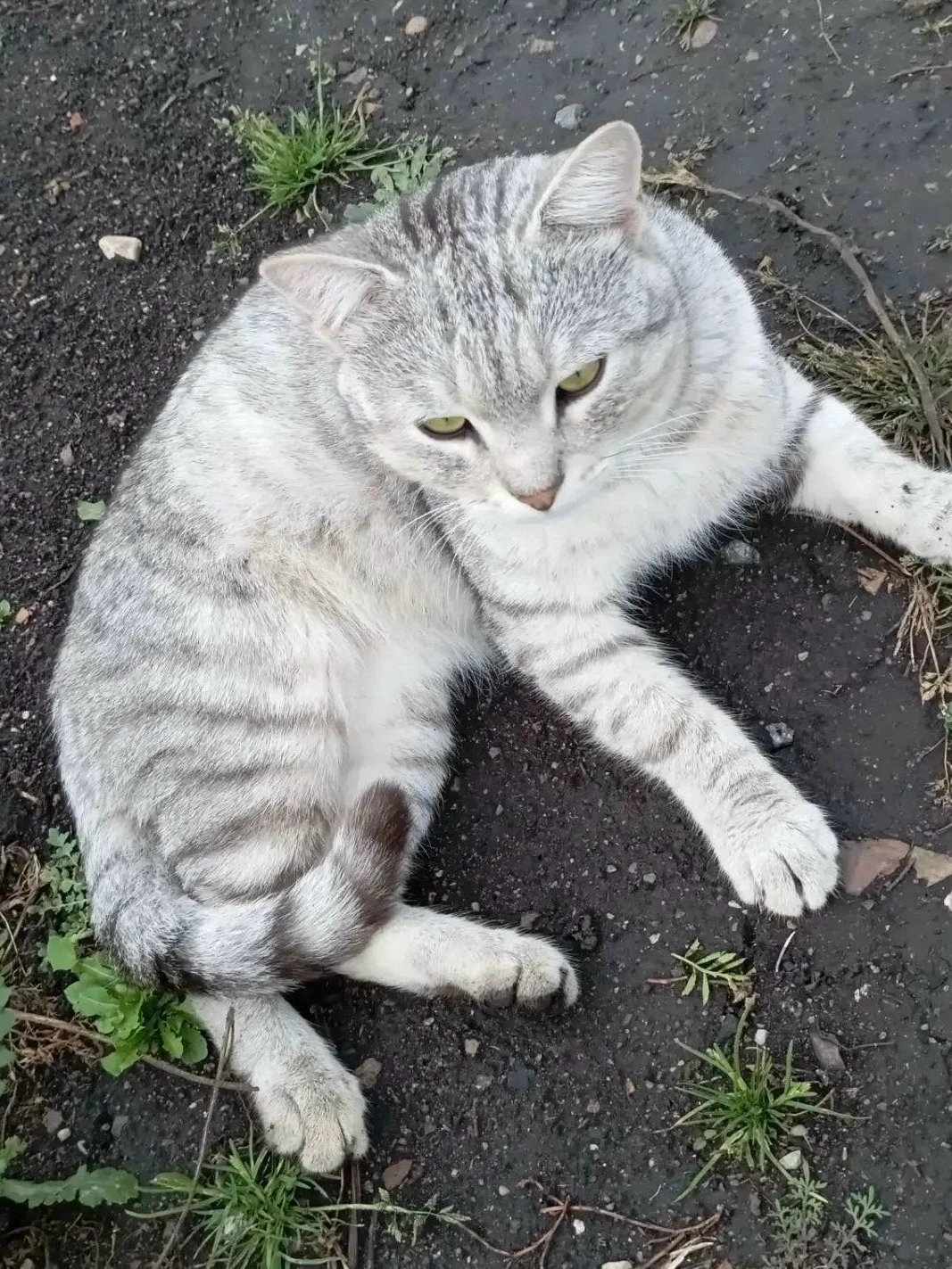 Кота Васю оставили в саду! 😿🐈
