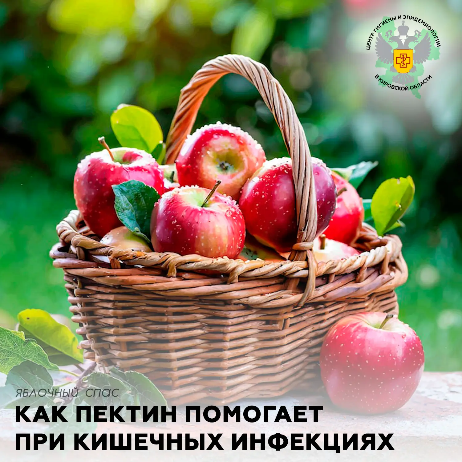 🍏 Яблочный Спас и пектин: природный сорбент при кишечных инфекциях
