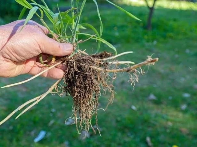 Как избавиться от пырея на участке 🌱