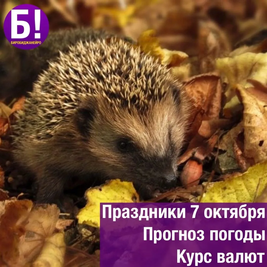 😌 День вежливых людей