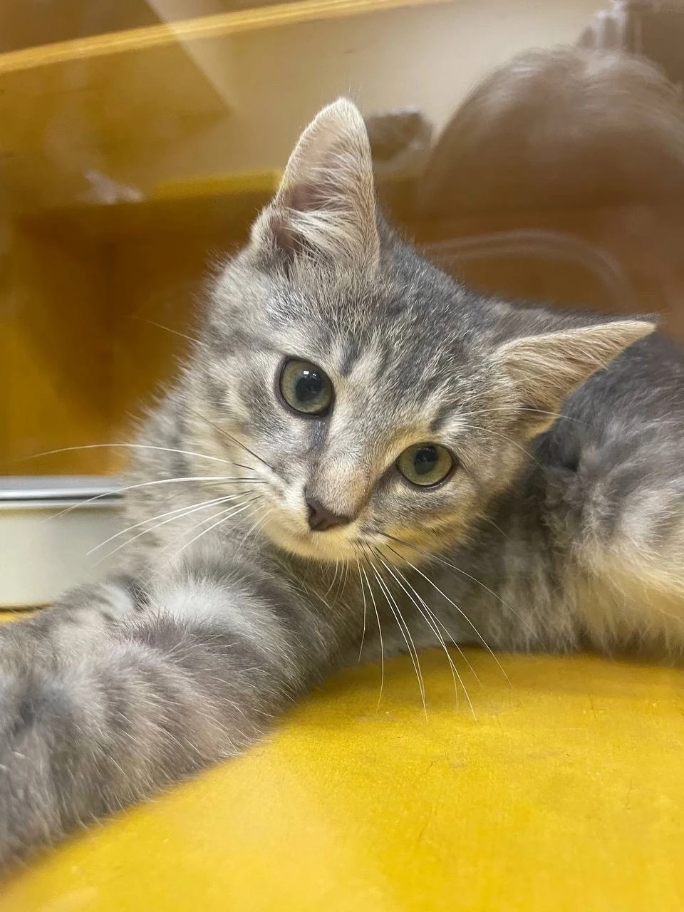 Малыш Оникс ищет дом 😻