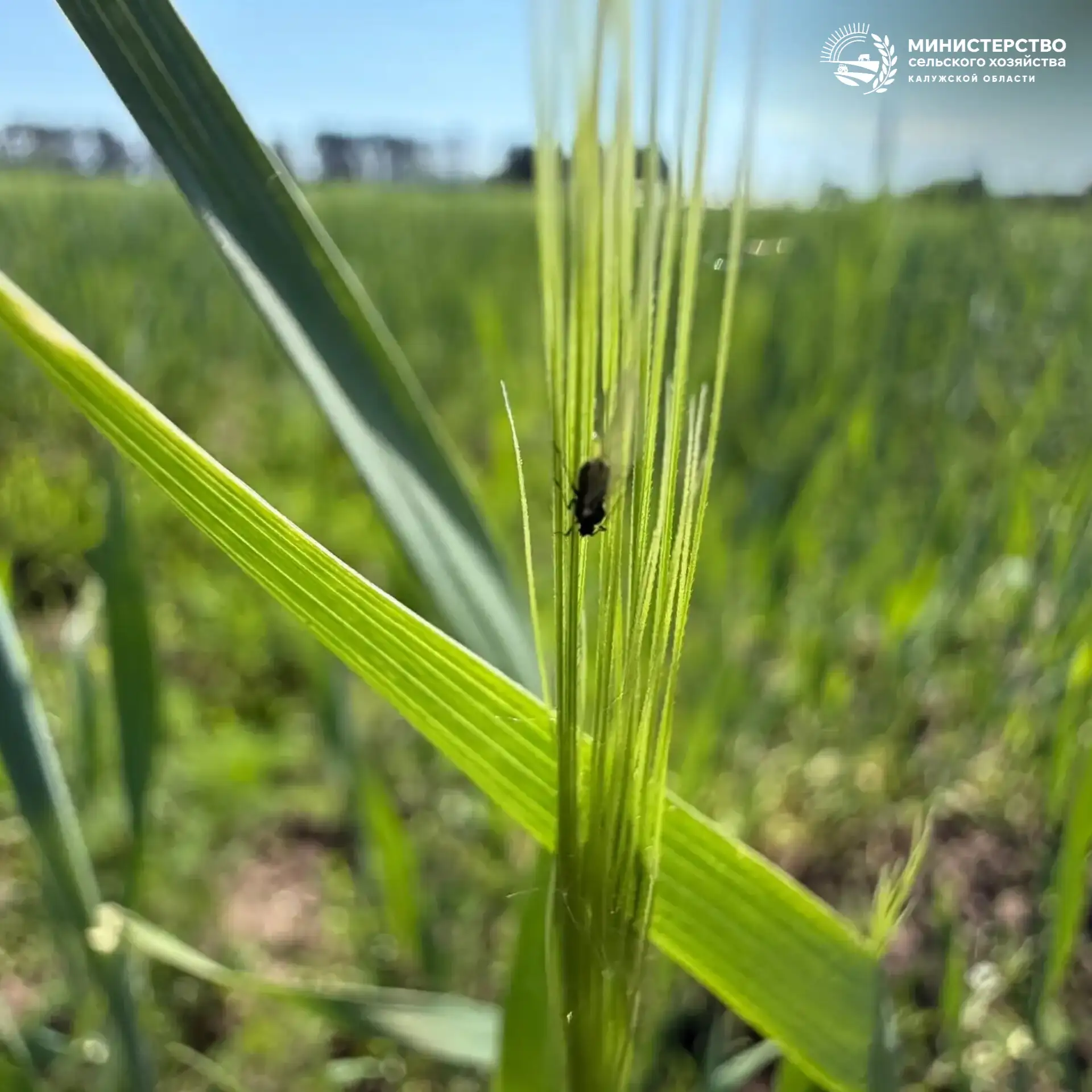 🌾 В фокусе внимания — озимые и новые технологии

👥Руководитель Калужского филиала ФГБУ Россельхозц