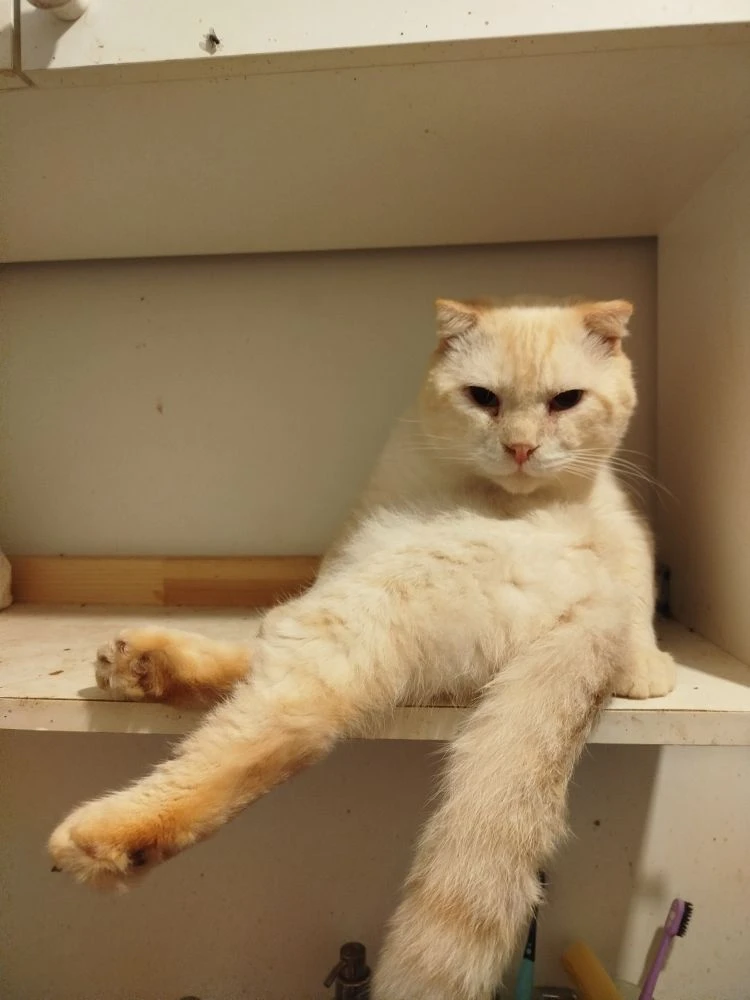 Нереально классный кот .