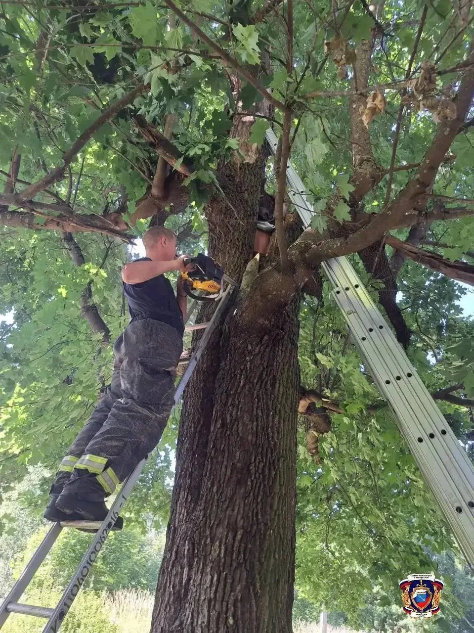 🌳 Житель Ленобласти провел больше суток в дупле клена