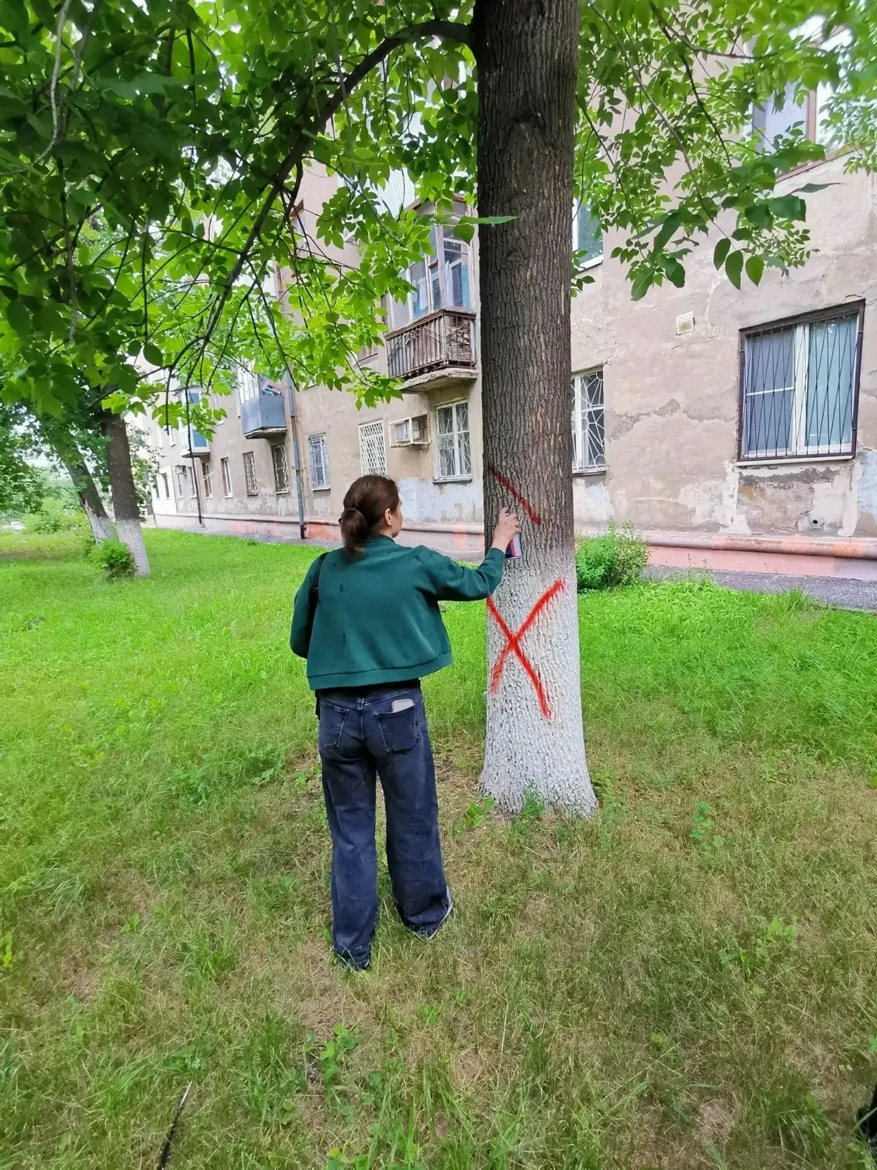 В Новокуйбышевске продолжается борьба с изумрудной златкой, поразившей ясени

Массовая вырубка дерев