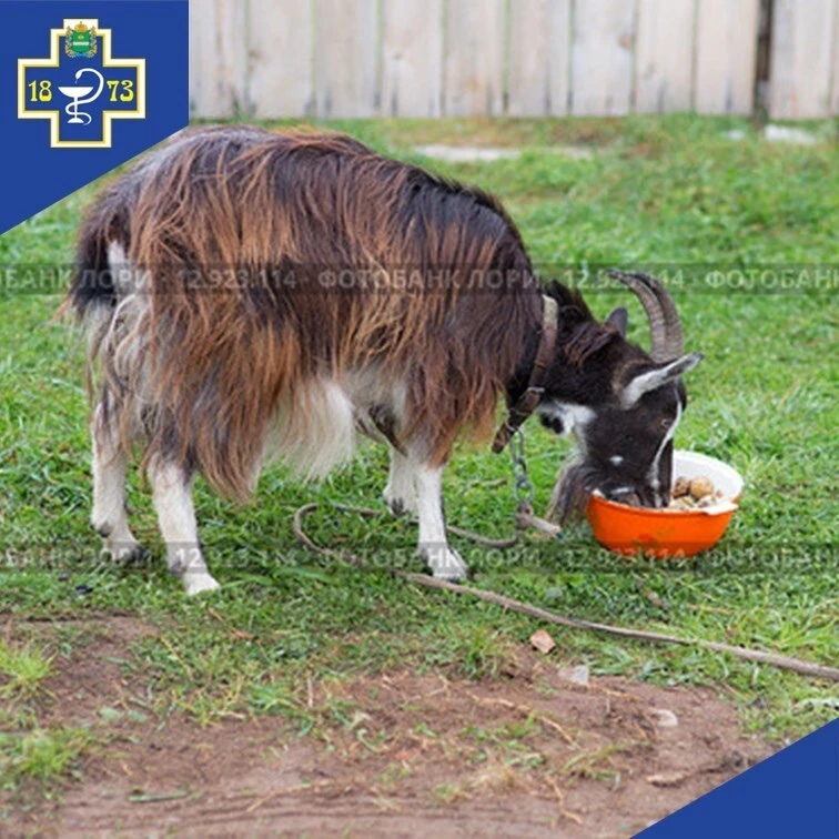 🐐Вред употребления старой картошки для коз - миф или реальность?