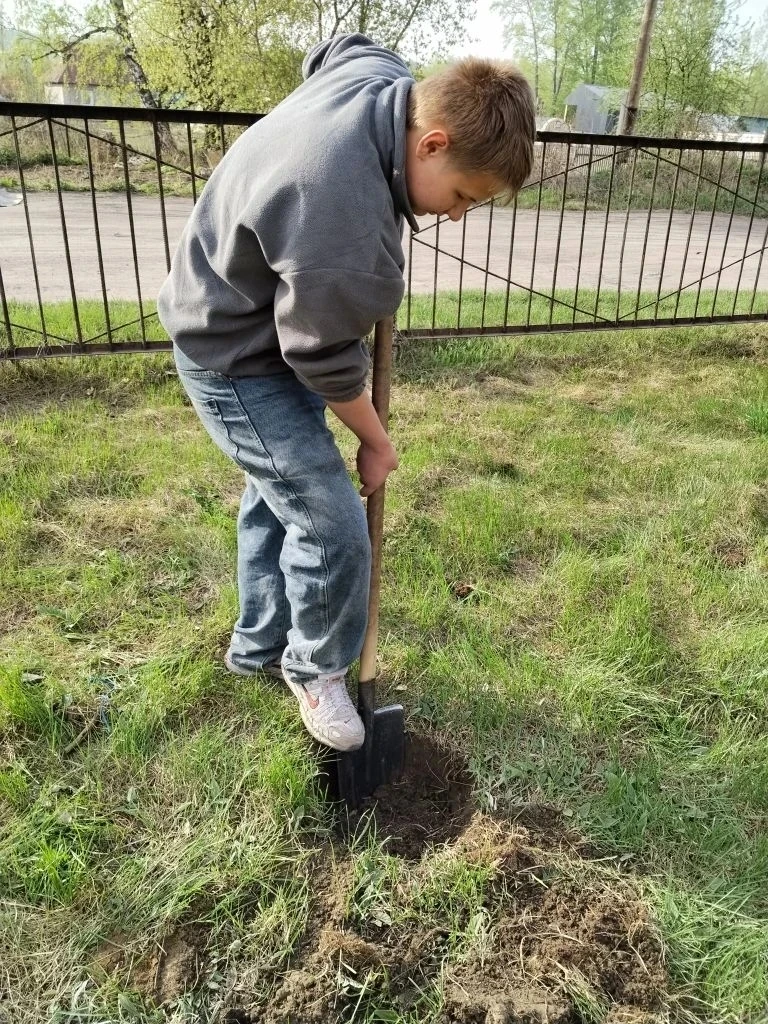 ☘"Кедры в добрые руки" 🍀