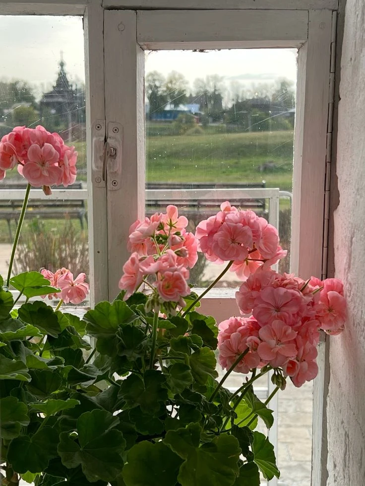 🌿 У меня есть герань. Она росла как сорняк, выпускала огромные листья, ветвилась и... ...