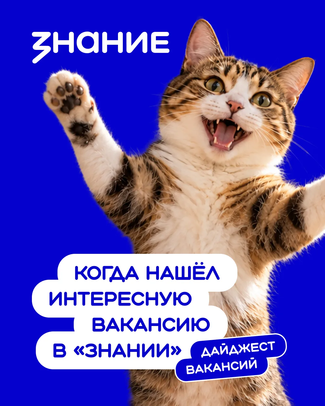 😻 Этот кот нашел вакансию мечты