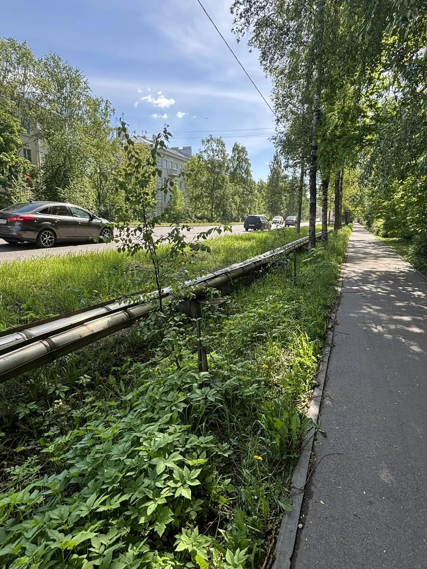 Здравствуйте, дорогие друзья!

🌿 Город Гатчина по праву гордится обилием деревьев и кустарников: он