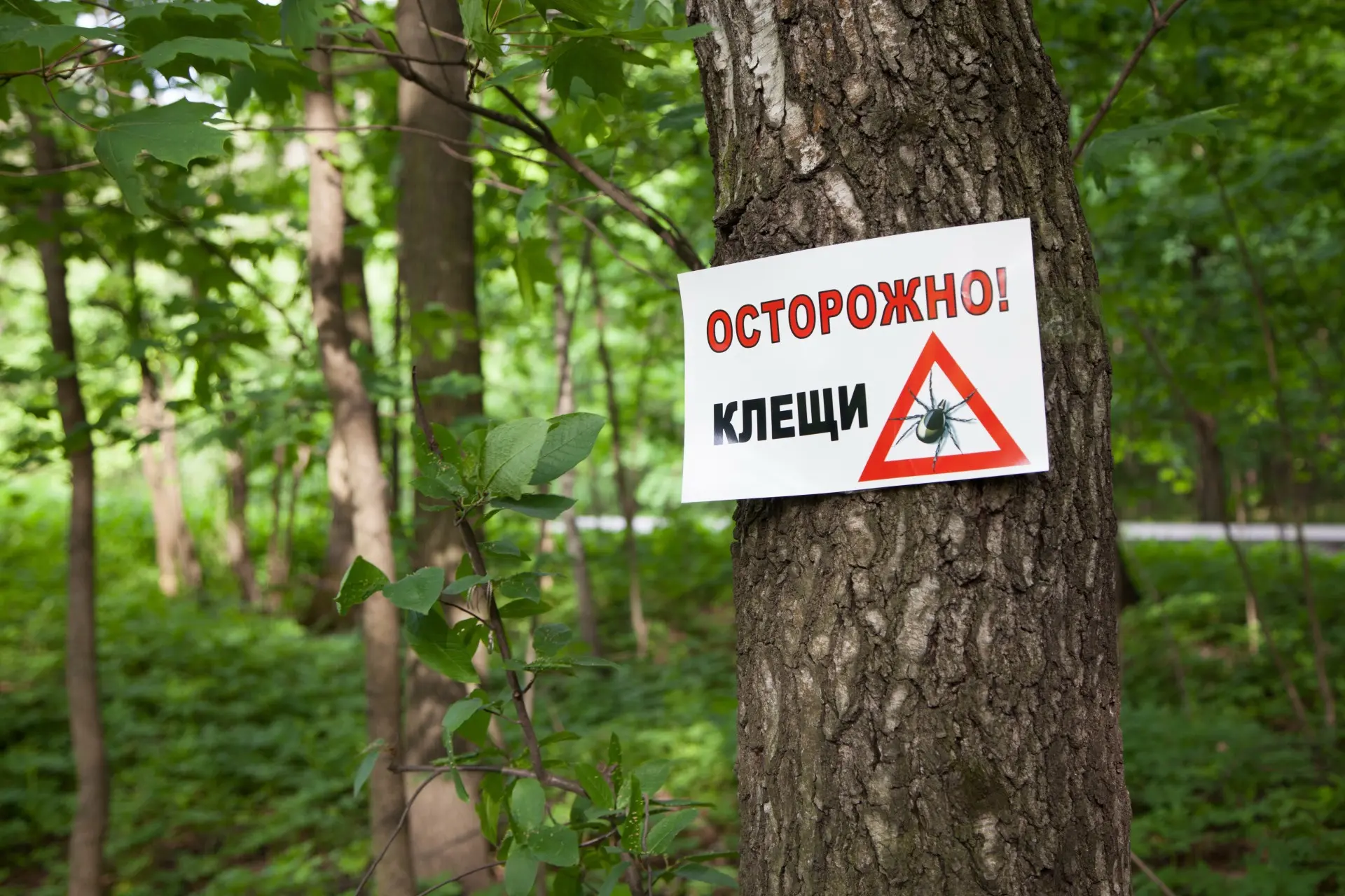 По данным на 3 июня в Центр диагностики и профилактики клещевых инфекций НЦ ПЗСРЧ обратилось 6728 че