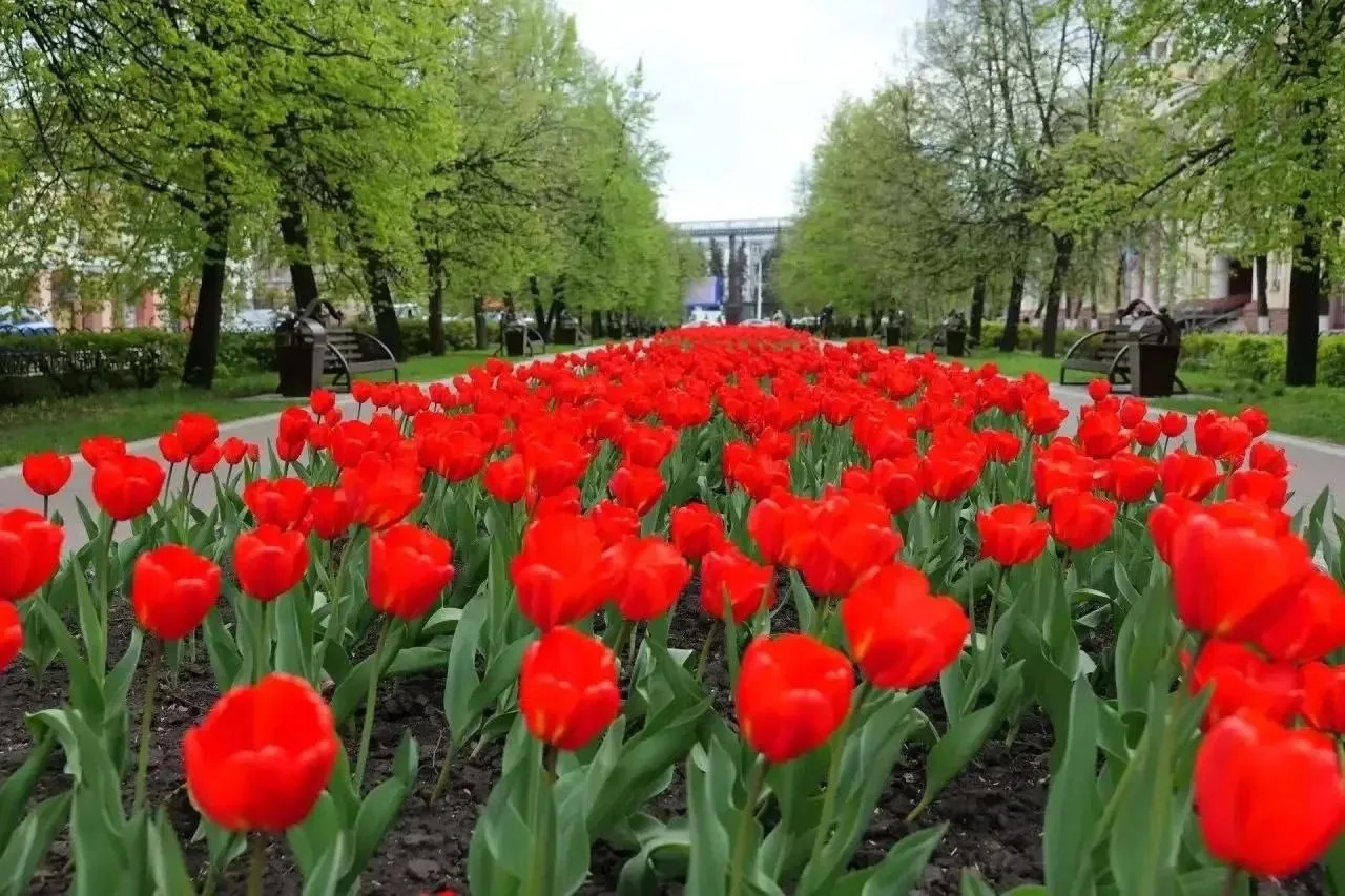 😍Всем срочно любоваться тюльпанами   Посмотрите, какая красота в центре города. Все цветет и пахнет🌸