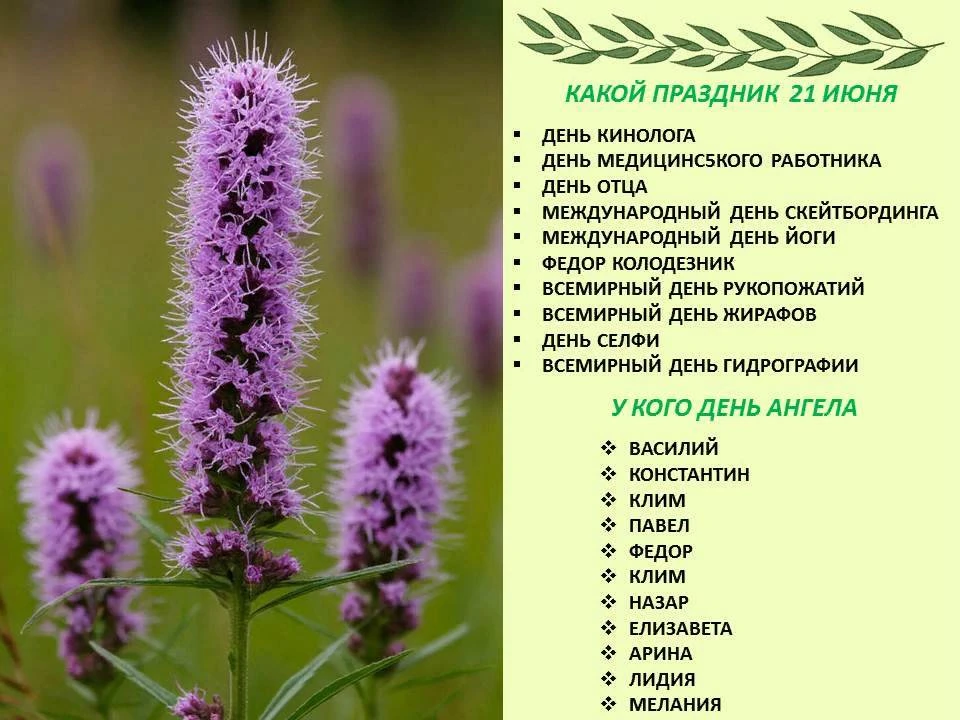 🌷Сегодня 21 июня 2026 года, воскресенье