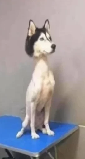 🤩
