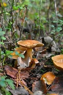 😨🍄 В Чувашии семья из семи человек отравилась грибами