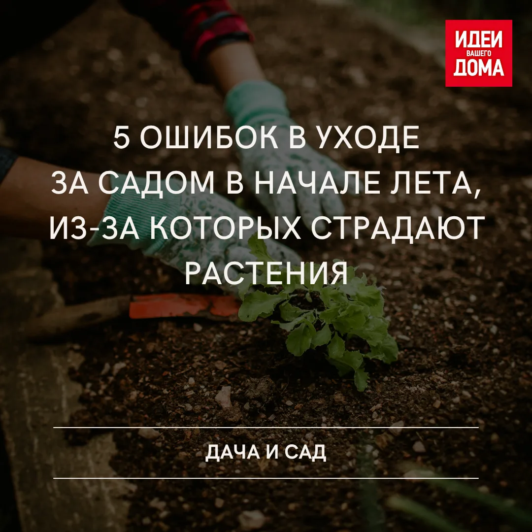 Полив в середине дня, отсутствие мульчи и другие важные нюансы, которые могут навредить растениям в 