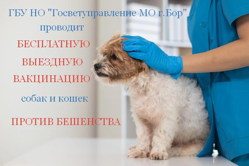 БЕСПЛАТНАЯ ВЫЕЗДНАЯ ВАКЦИНАЦИЯ ПРОТИВ БЕШЕНСТВА