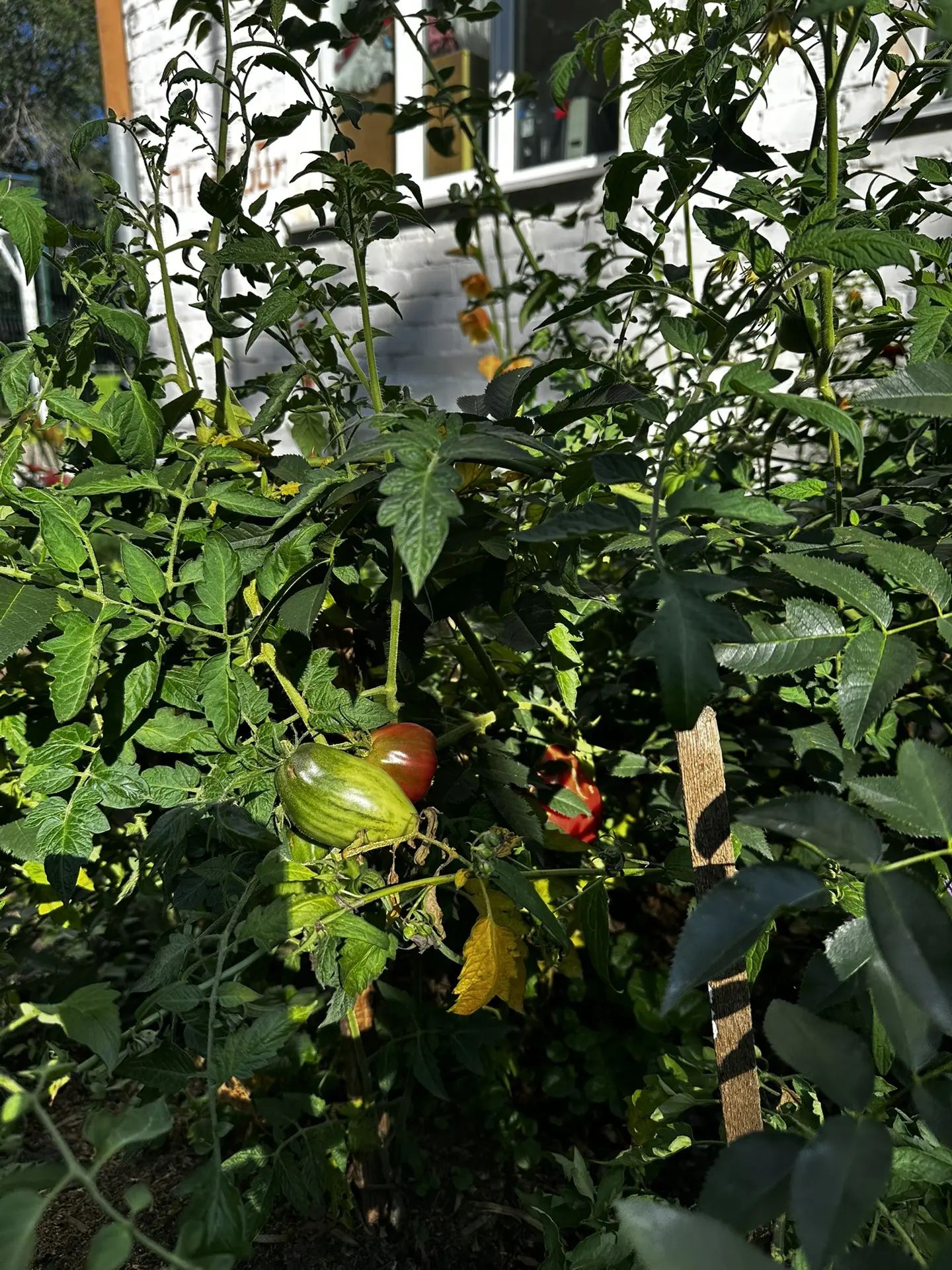🍅 Первый урожай в трудовом отряде!