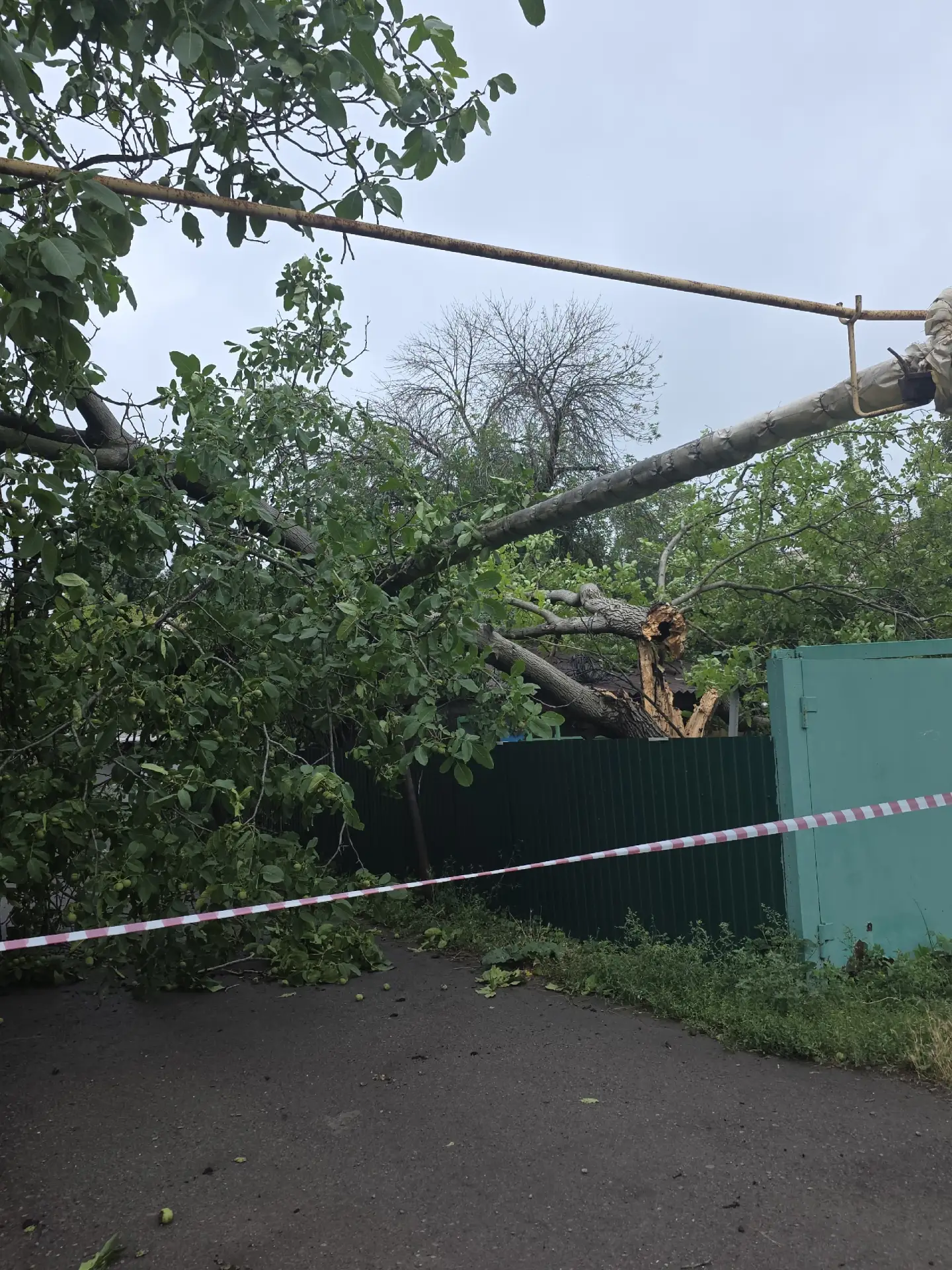Это был единственный подъезд к д.124 ул. К.Маркса. Теперь только бегом, нагнувшись под деревом

Пост