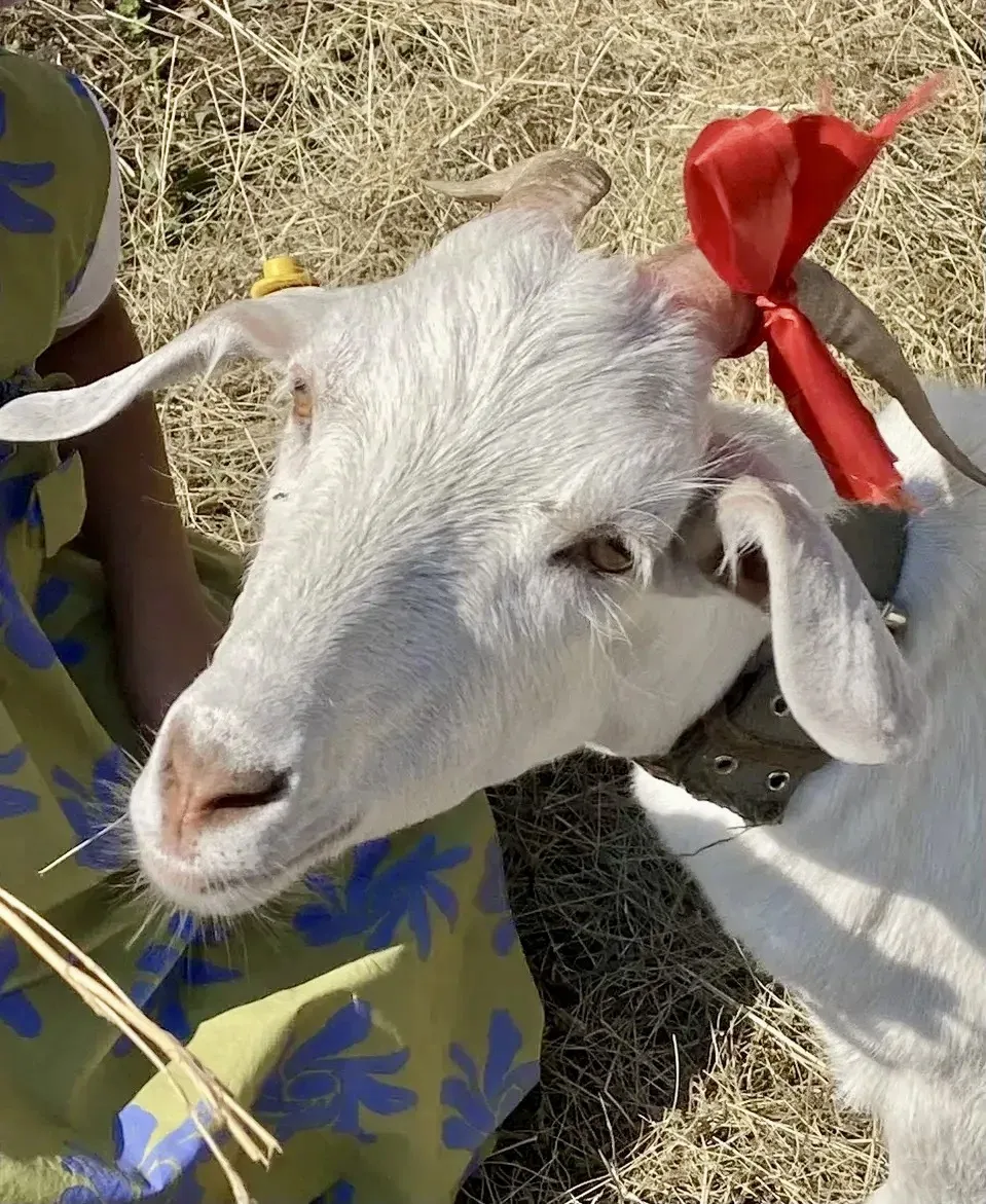🐐 Зверята нашего округа: героиня дня
