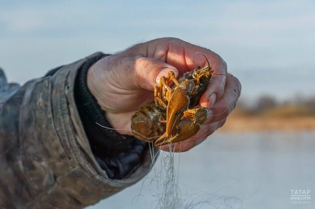 Штраф за незаконный вылов раков вырос в 14,5 раза 🦞