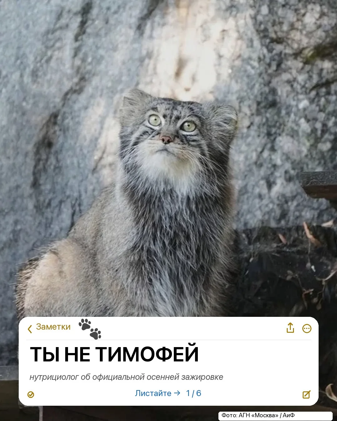 ТЫ НЕ ТИМОФЕЙ
