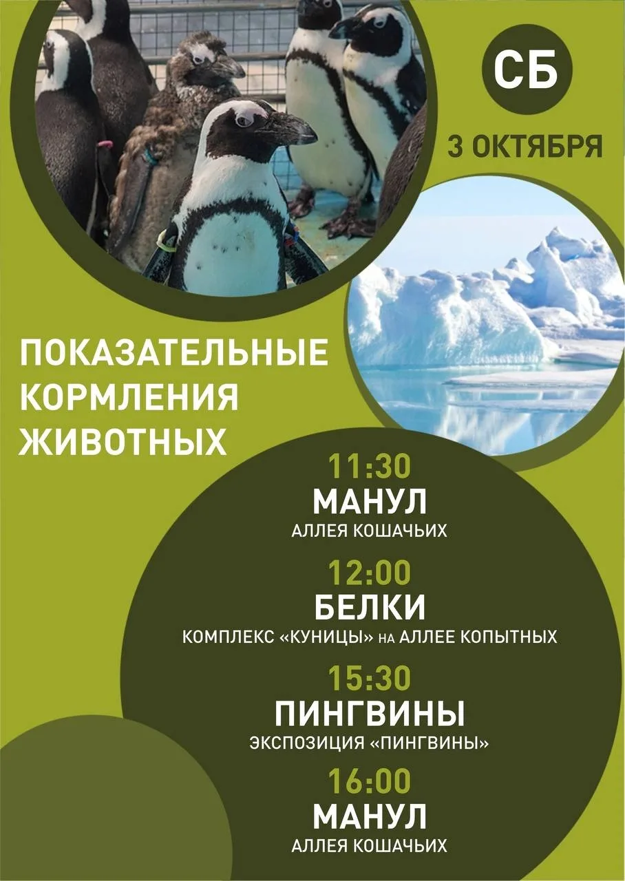 Расписание показательных кормлений в парке "Роев ручей"