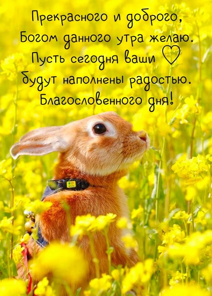 С Всемирным днём защиты животных!