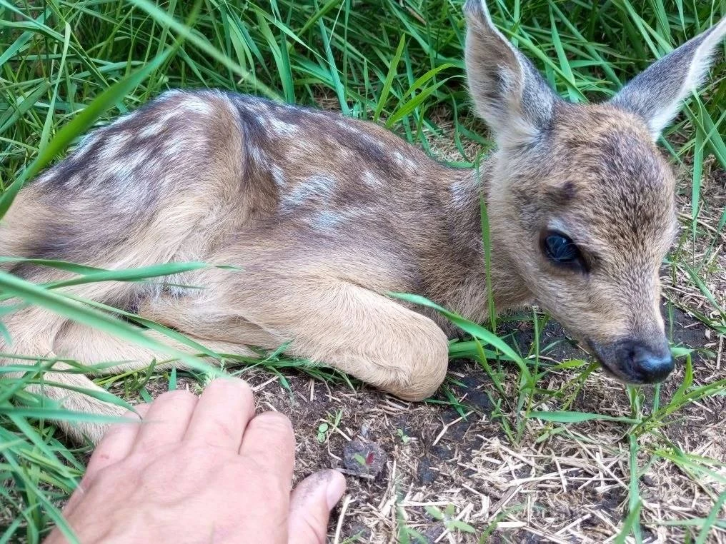 ☺️В заказнике «Степной» заметили очаровательного косулёнка

Специалисты говорят, что встреча с таким