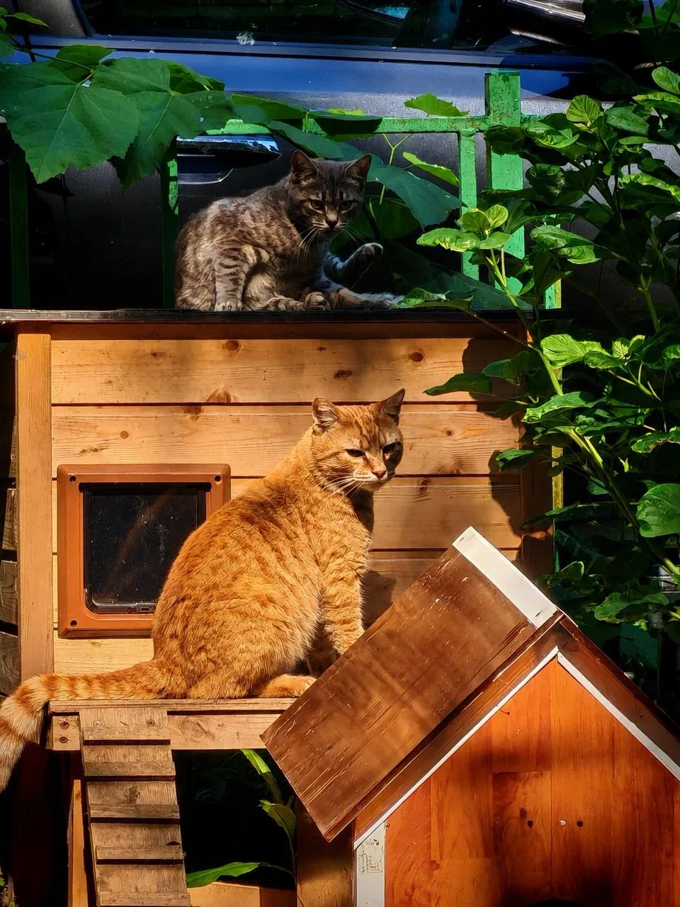 🐈 На Матроса Железняка появились домики для бездомных кошек

Местные жители обустроили для пушистик