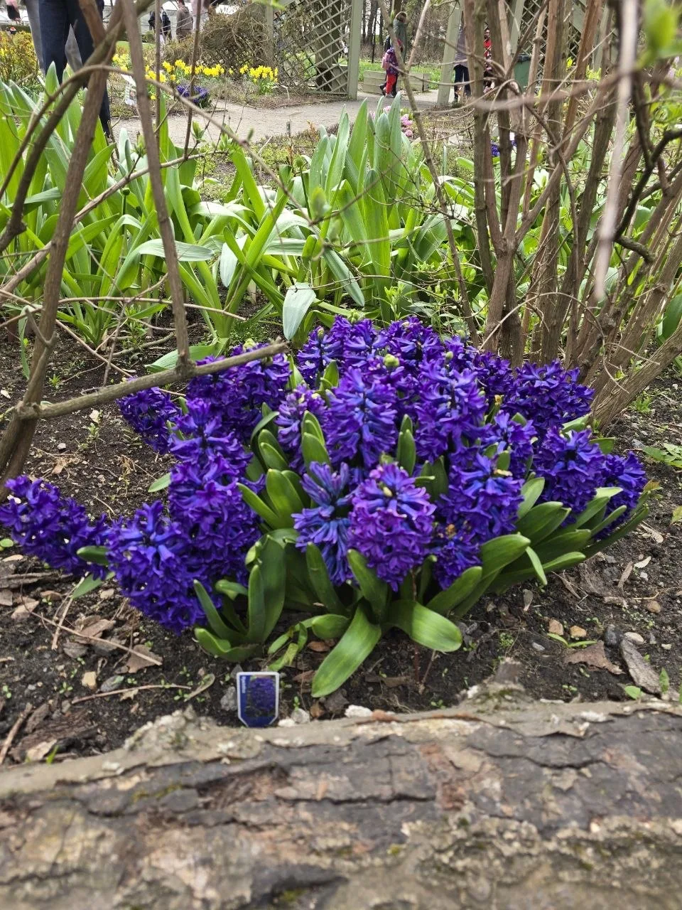 Сегодня мы с мамой приехали в аптекарский огород 🌷 Здесь, конечно, невероятно красиво — первоцветы, 