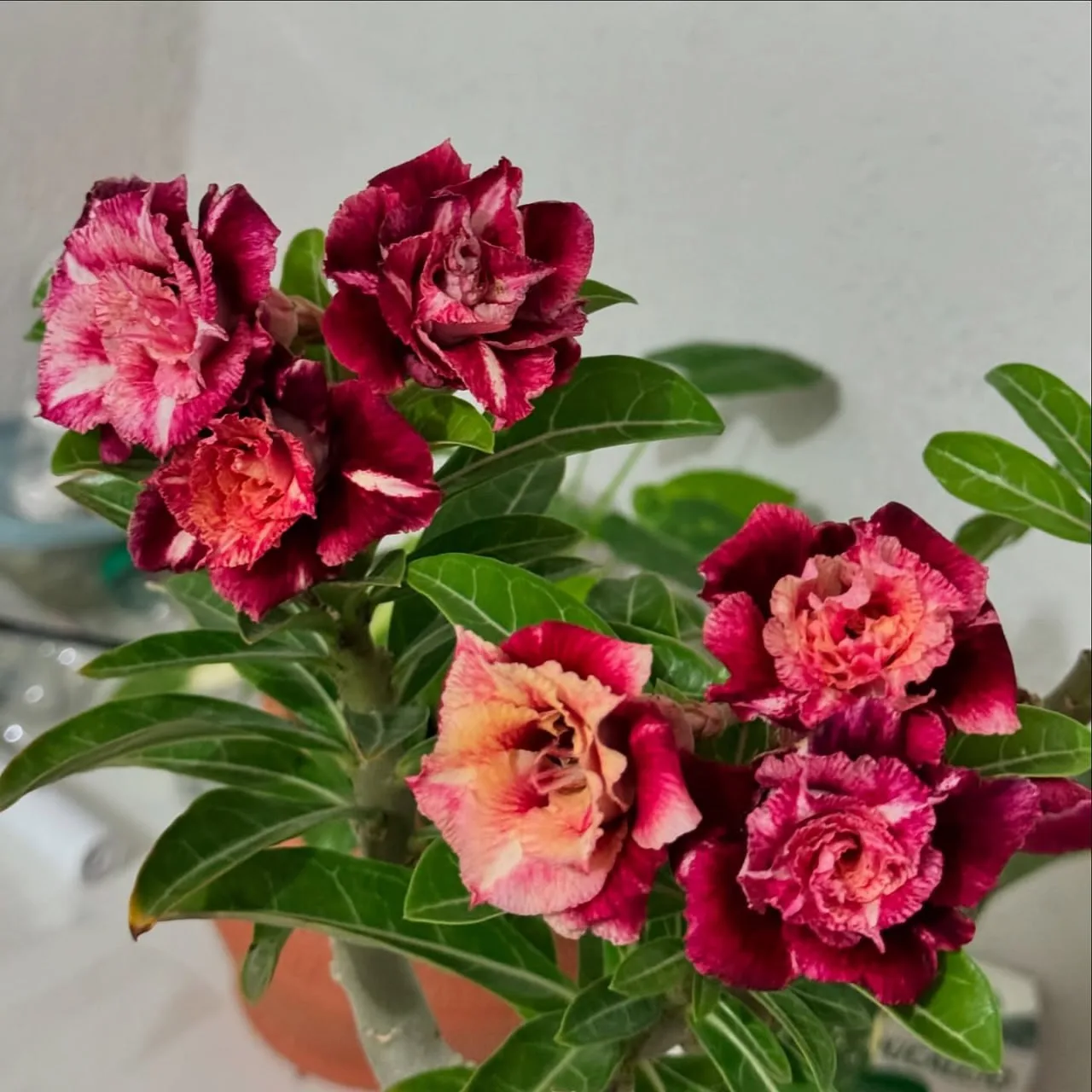 🌱 Адениум (Adenium) — это род суккулентных растений из семейства кутровых, наиболее из...
