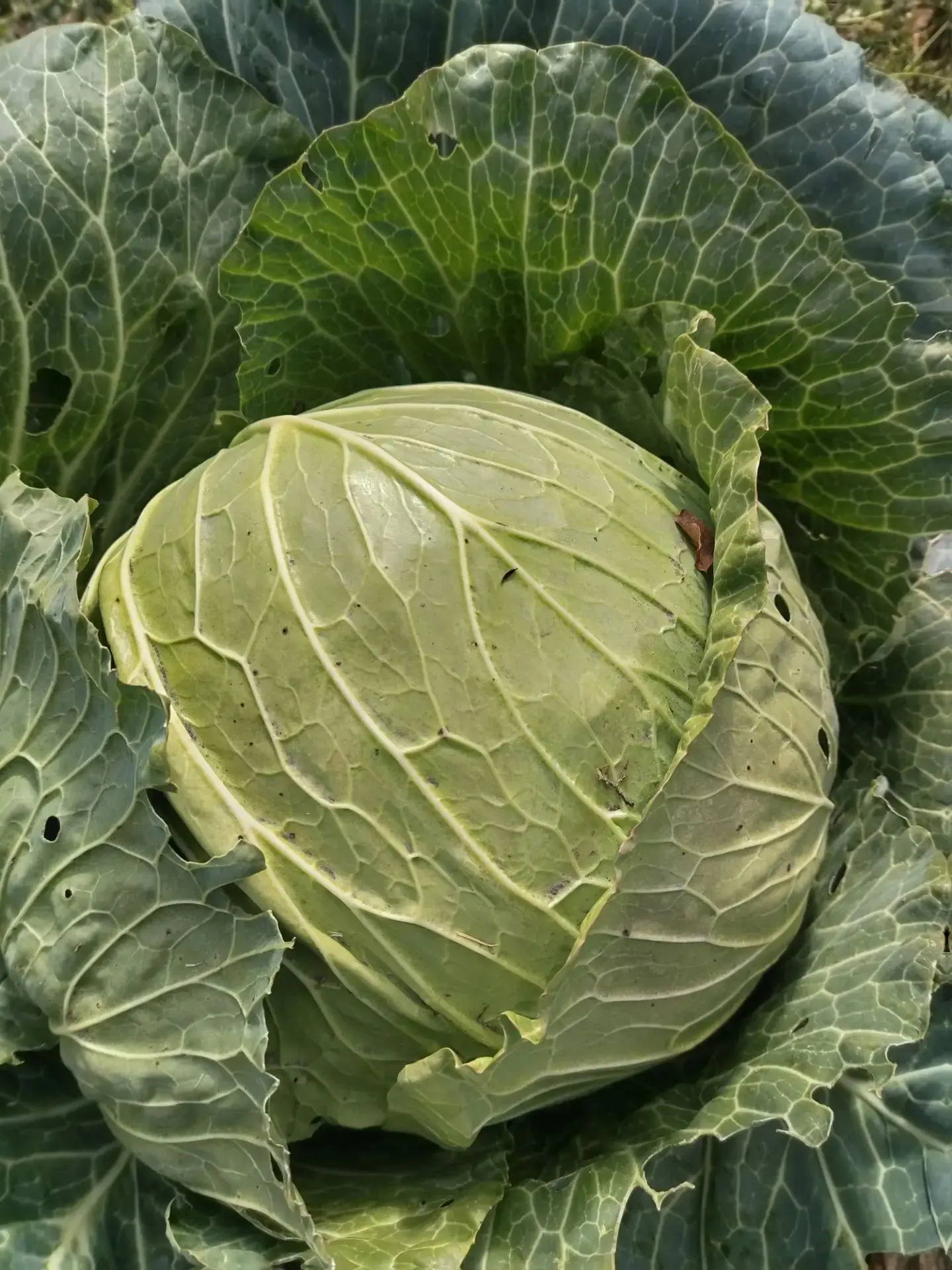 Продам домашнюю капусту, цена 75 руб./кг. Капуста сочная, вилки разные, есть очень боль...