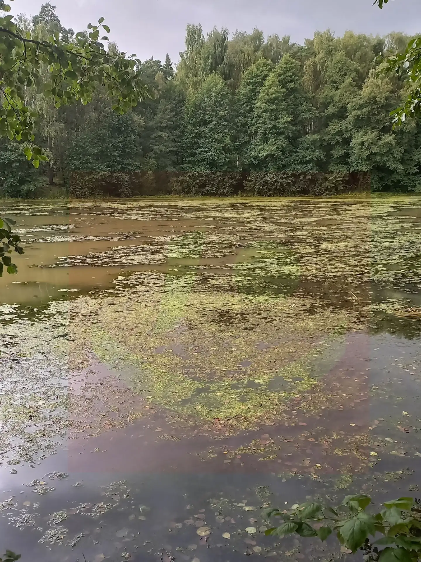 🌊 Вишняковский пруд гибнет: местные бьют тревогу