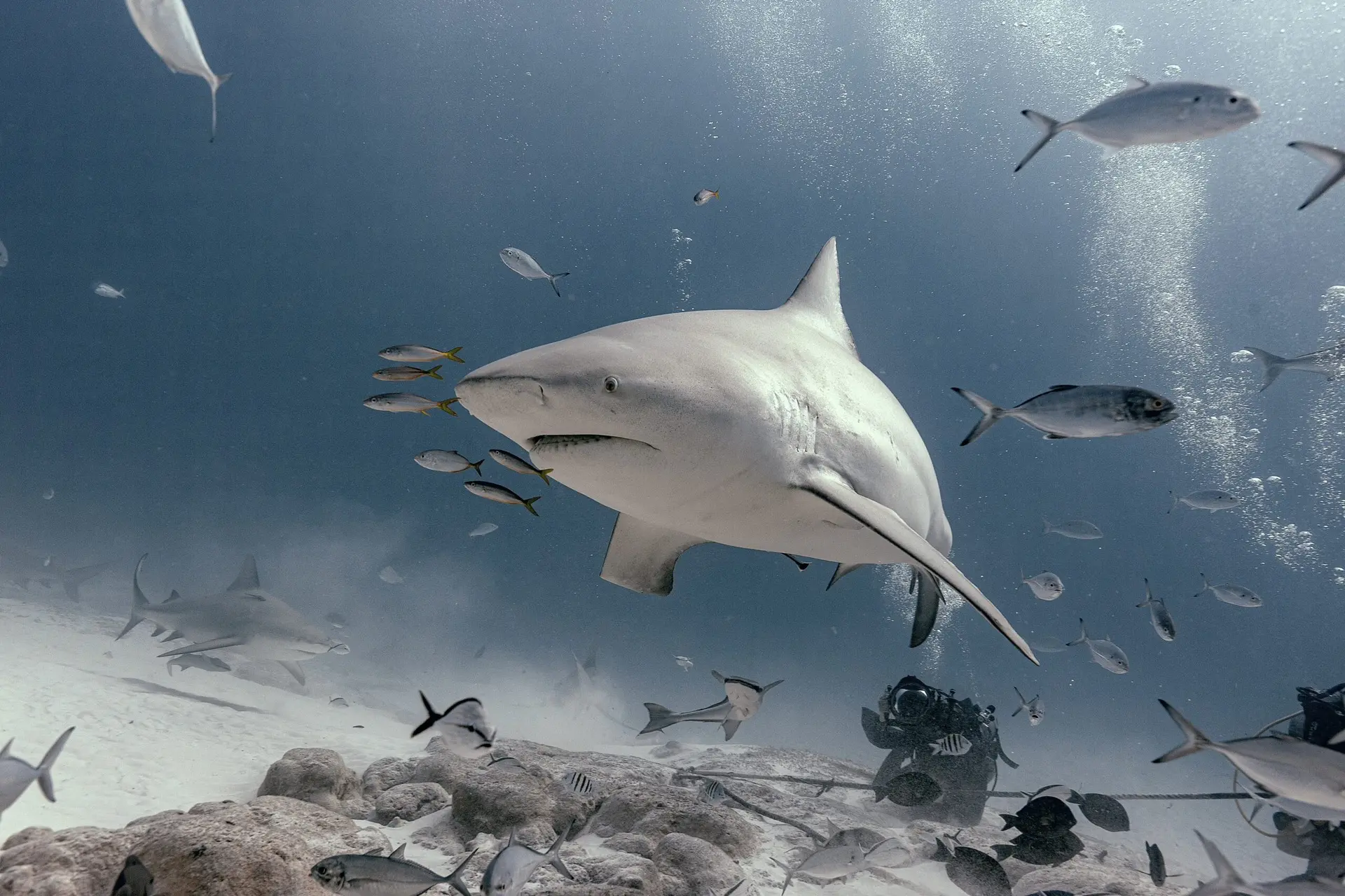 🦈 Акулы появились ~450 миллионов лет назад (в силурийском периоде).