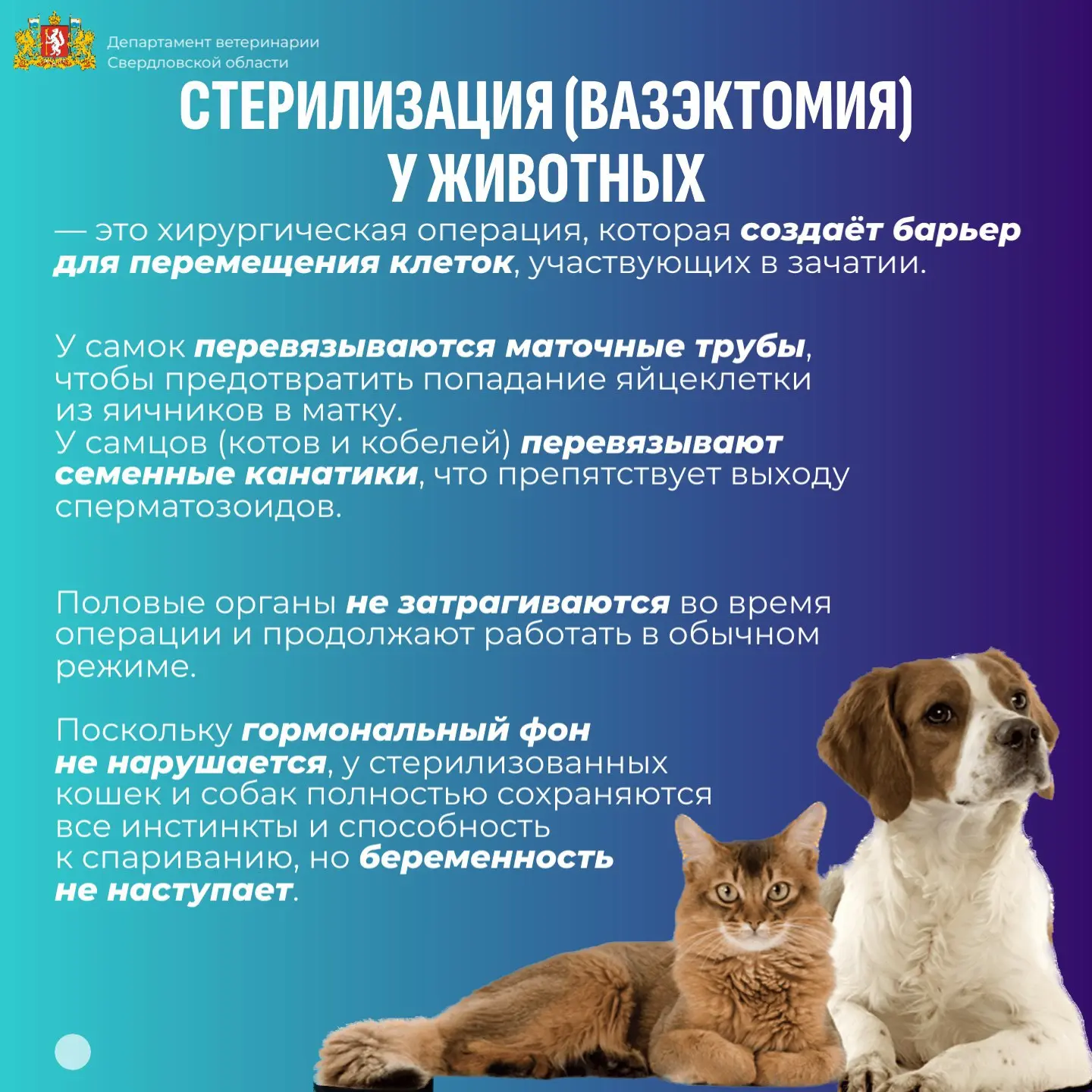 🔍 Кастрация или стерилизация? Разбираемся в терминах! 🐱 🐶