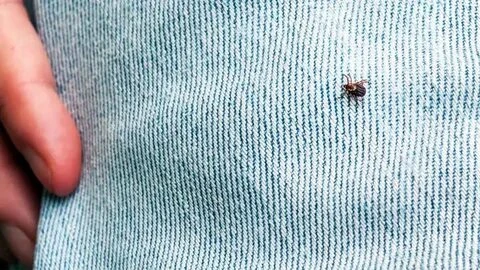 Мы привыкли считать свой дом безопасной территорией, а встречу с клещом исключительно л...