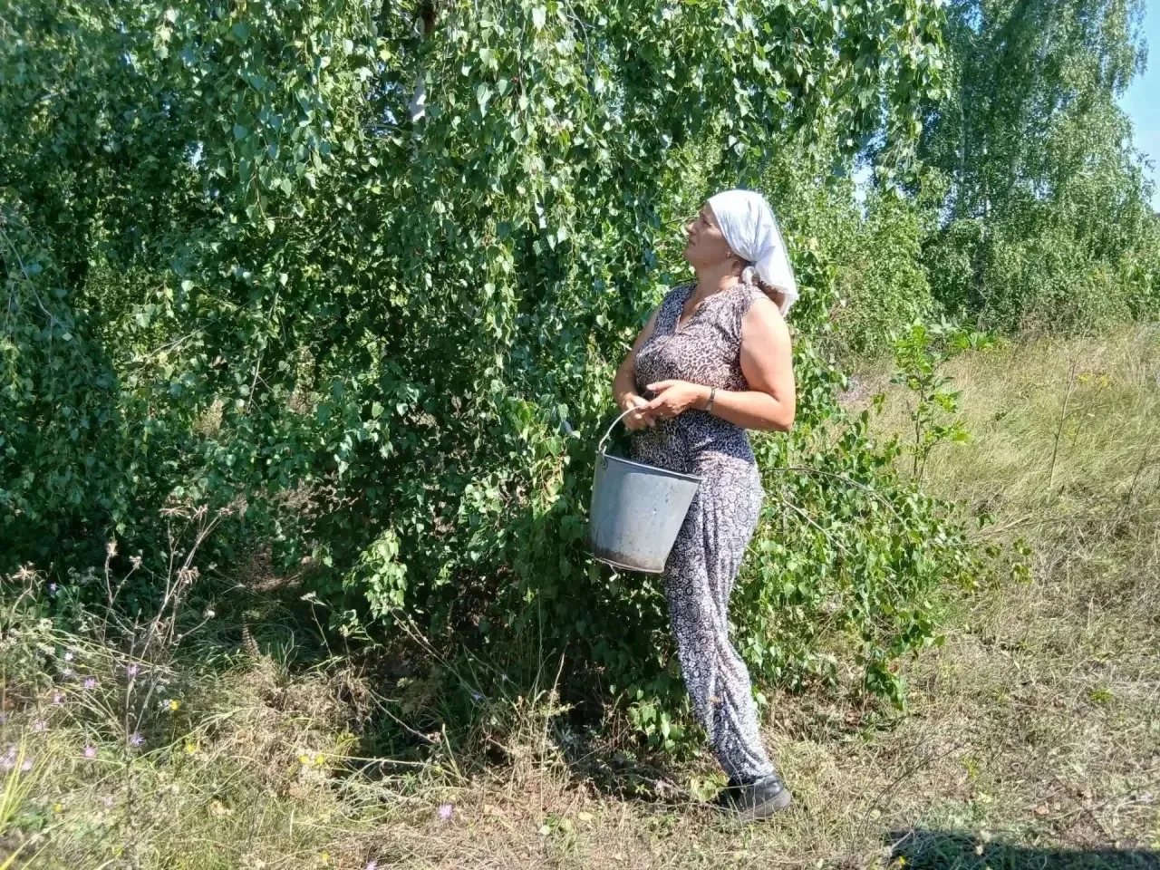 В Давыдовском лесничестве стартовал сбор семян берёзы для восстановления лесного фонда Воронежского 