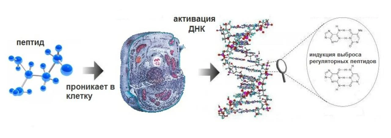 Пептиды — это не новое открытие, как многие думают.