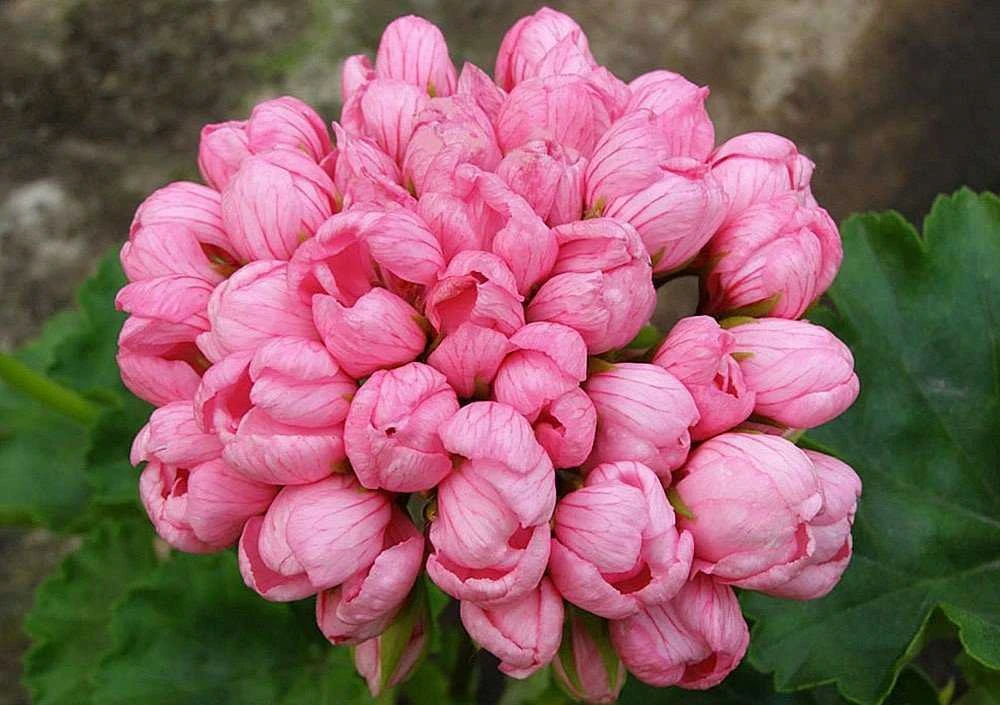 Emma fran bengtsbo - тюльпановидная пеларгония 🌸
