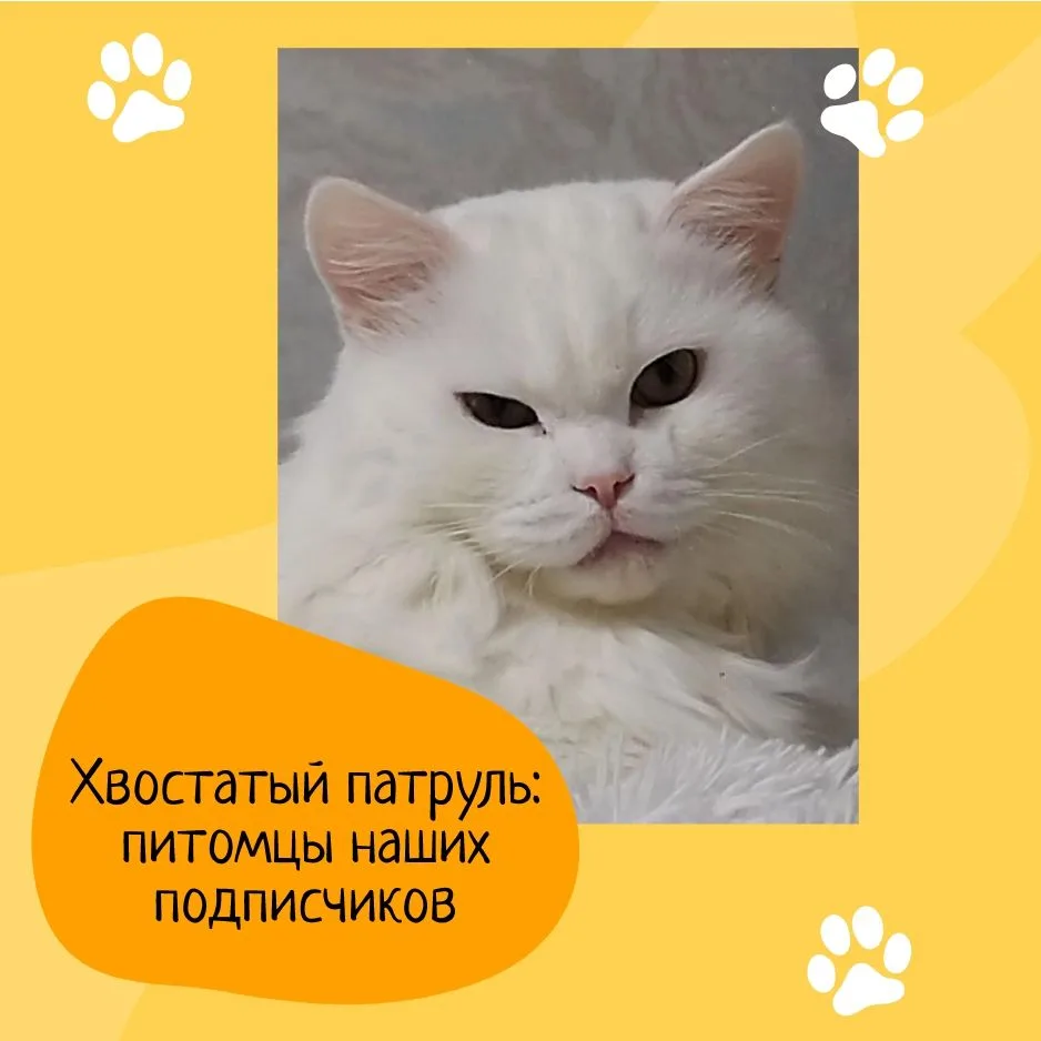 🐱 Кот Снежок
